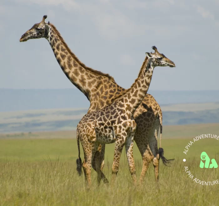 Giraffes in the Masai Mara National Reserve, Kenya, Africa, By Paul Mannix - Giraffes, CC BY-SA 2.0, https://commons.wikimedia.org/w/index.php?curid=2615605