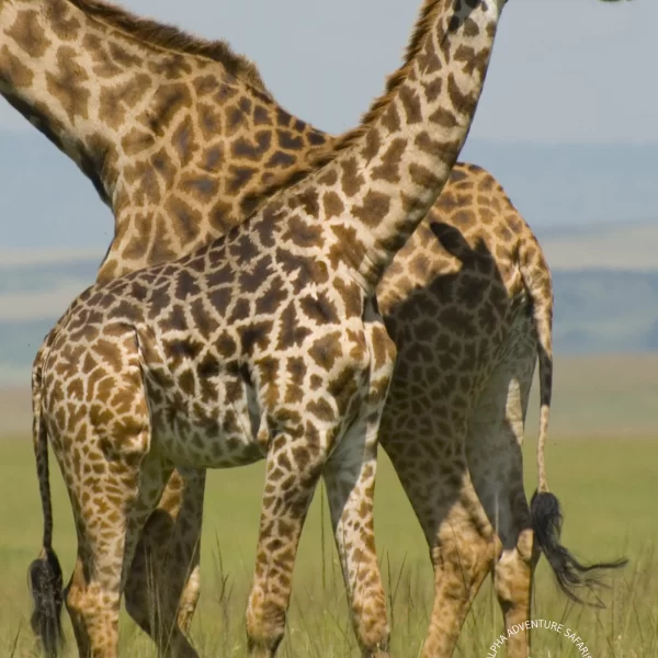 Giraffes in the Masai Mara National Reserve, Kenya, Africa, By Paul Mannix - Giraffes, CC BY-SA 2.0, https://commons.wikimedia.org/w/index.php?curid=2615605
