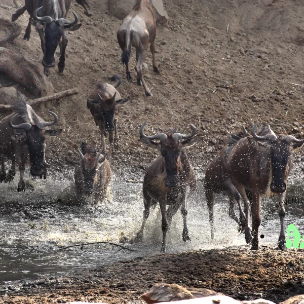Eastern White Bearded Wildebeest during the great migration crossing River Grumeti, Serengeti National Park, Mara, Tanzania, Africa, By Jan Fleischmann, CC BY-SA 4.0, https://commons.wikimedia.org/wiki/File:Serengeti_wildebeest_migration_JF.jpg
