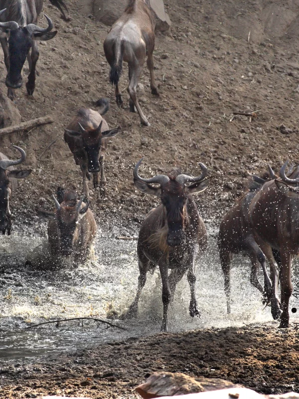 Eastern White Bearded Wildebeest during the great migration crossing River Grumeti, Serengeti National Park, Mara, Tanzania, Africa, By Jan Fleischmann, CC BY-SA 4.0, https://commons.wikimedia.org/wiki/File:Serengeti_wildebeest_migration_JF.jpg