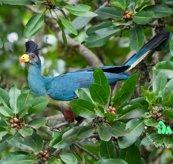 The great blue turaco (Corythaeola cristata) in Kibale forest National Park, Uganda, Africa, By Giles Laurent , Creative Commons Attribution-Share Alike 4.0 International, https://creativecommons.org/licenses/by-sa/4.0/deed.en