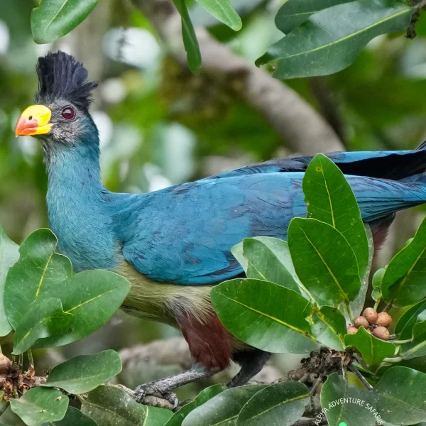 The Great Blue Turaco in Kibale Forest National Park, Uganda, Africa, By Giles Laurent , Creative Commons Attribution-Share Alike 4.0 International, https://creativecommons.org/licenses/by-sa/4.0/deed.en Thumbnail
