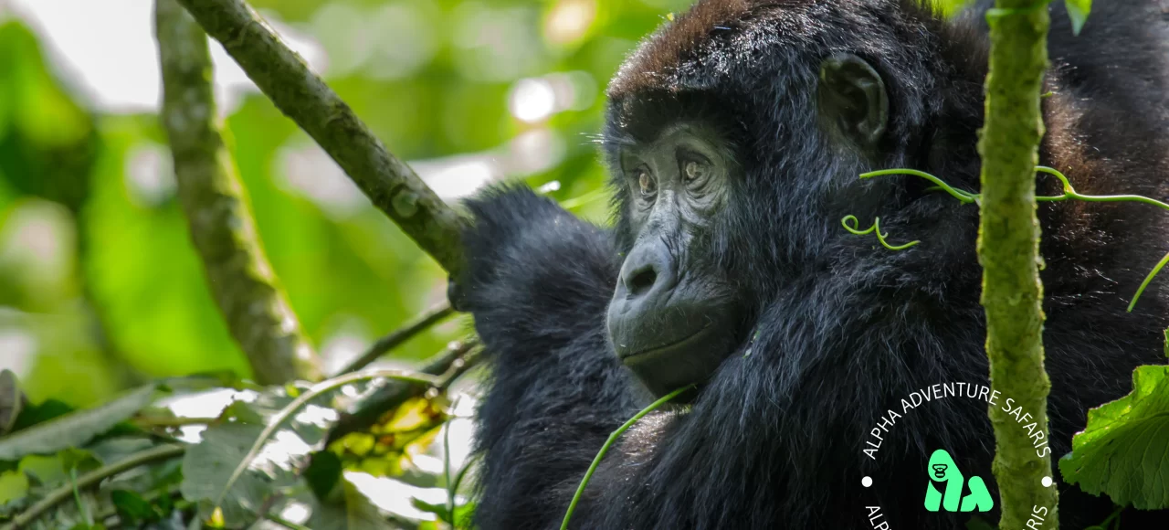 Mountain Gorilla (Gorilla Berengei Berengei) in Bwindi Impenetrable Forest National Park (BIFNP)