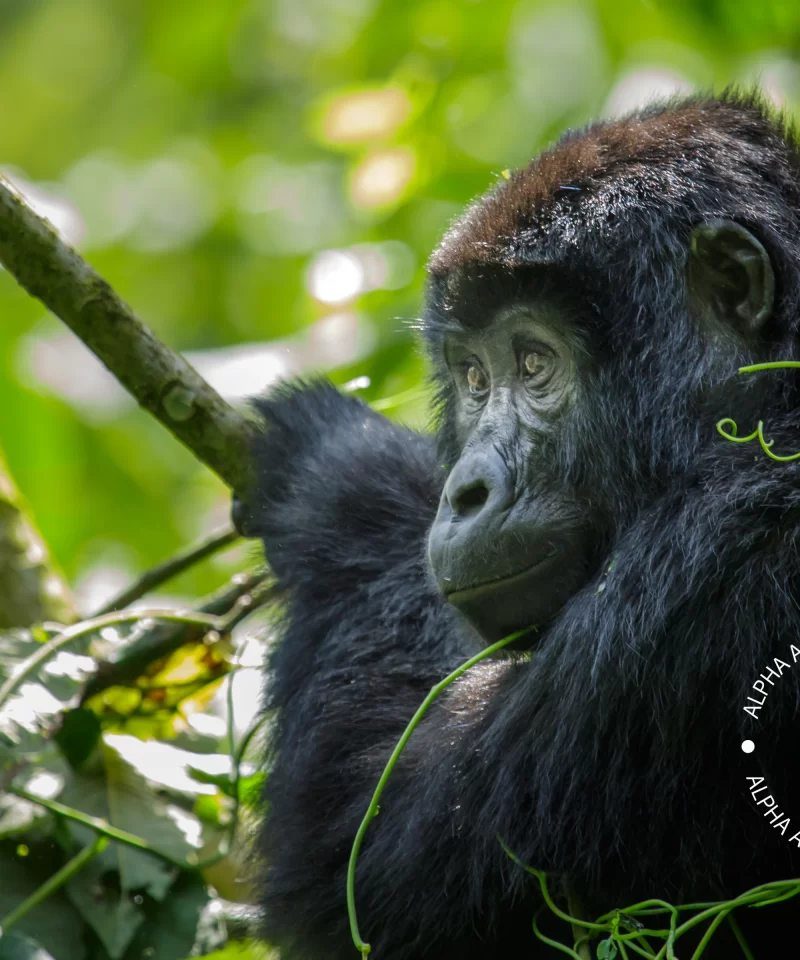 Mountain Gorilla (Gorilla Berengei Berengei) in Bwindi Impenetrable Forest National Park (BIFNP)