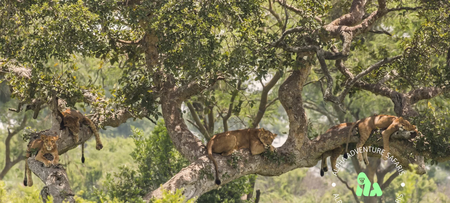 Female Tree-Climbing Lions (Panthera Leo) in the Ishasha Sector of Queen Elizabeth National Park, Uganda, Africa, By Charles J. Sharp, CC BY-SA 4.0 Deed, https://creativecommons.org/licenses/by-sa/4.0/deed.en