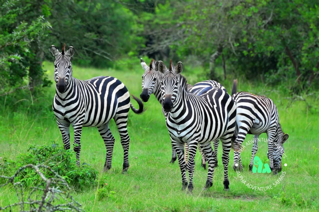 A herd of Burchell's Zebra (Equus Burchelli) in Lake Mburo National Park (LMNP)