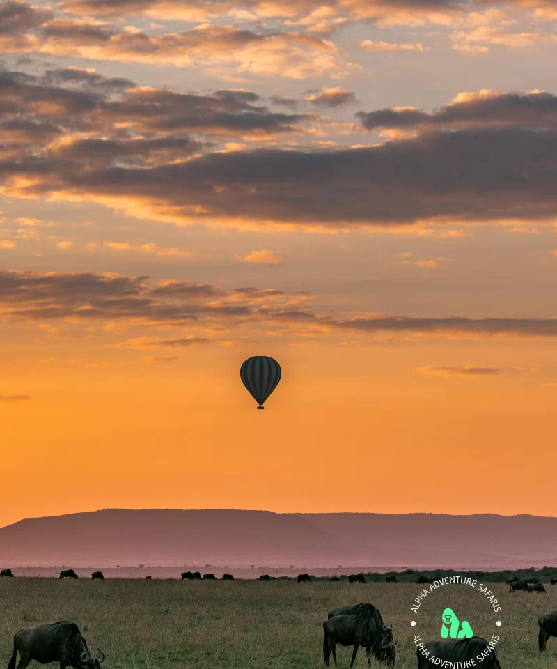 Blue Wildebeest (Connochaetes Taurinus) grazing at sunset with a hot air balloon in Serengeti National Park, Tanzania Thumbnail