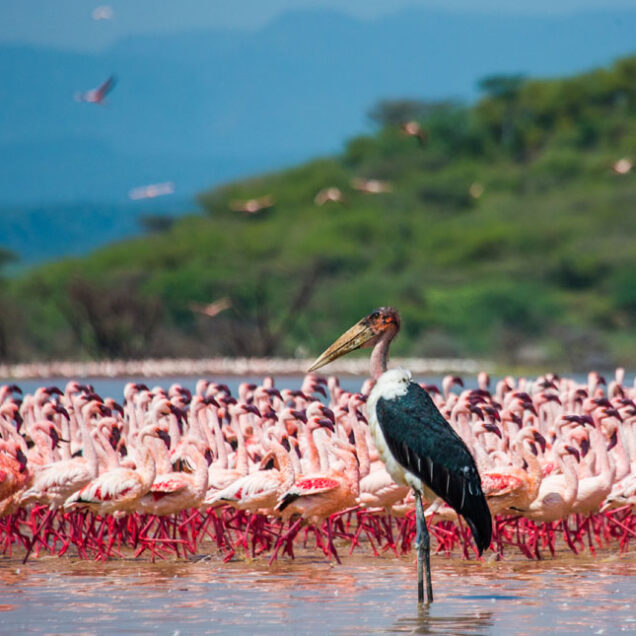 LAKE NAIVASHA