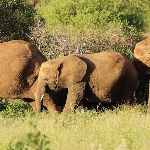 KIDEPO VALLEY NATIONAL PARK