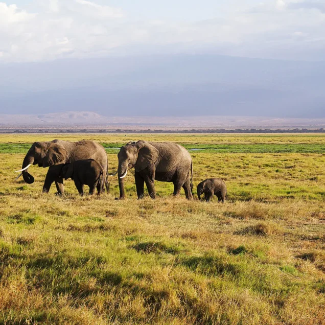 NYERERE NATIONAL PARK (FORMERLY SELOUS GAME RESERVE)