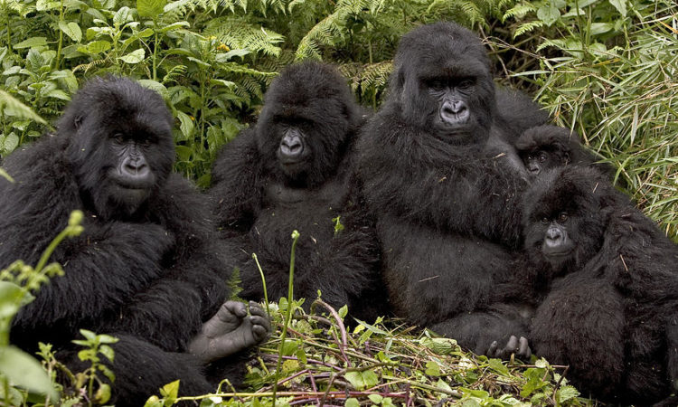 Gorilla-families-in-Bwindi-Impenetrable-National-Parkas.jpg