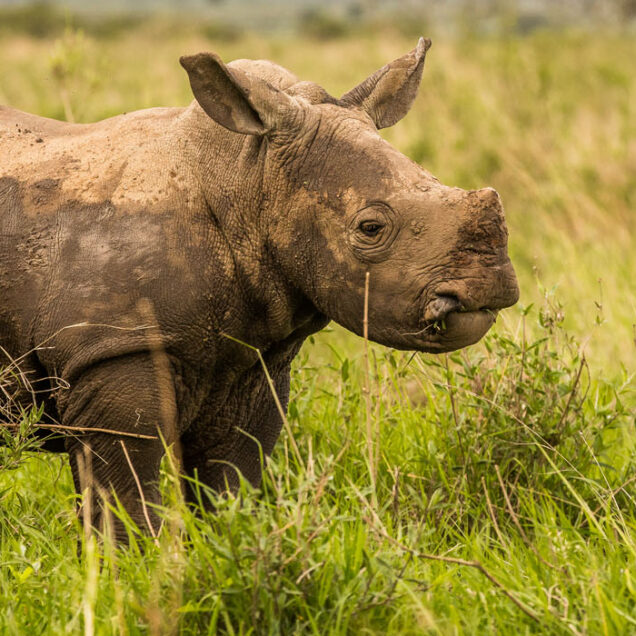 ZIWA RHINO SANCTUARY