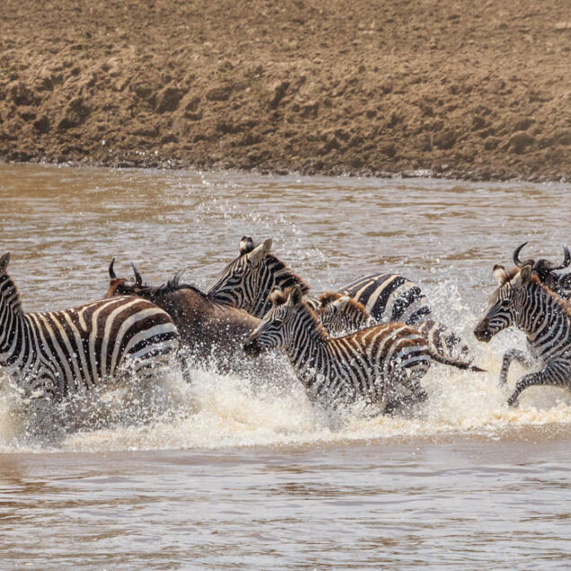 MAASAI MARA NATIONAL RESERVE