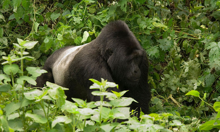 silverback-bwindi-750x450-1.jpg