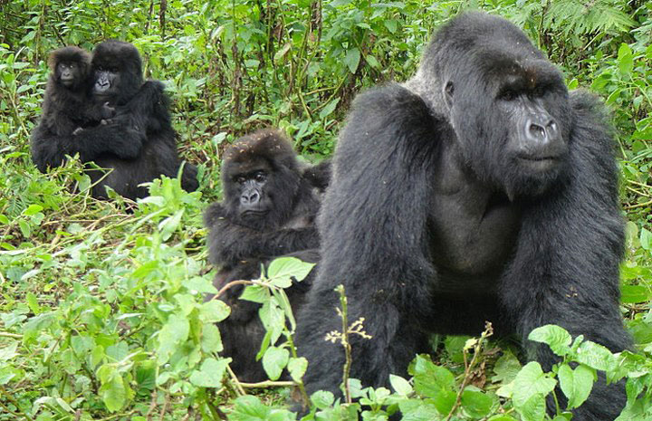 uganda-mountain-gorillas.jpg