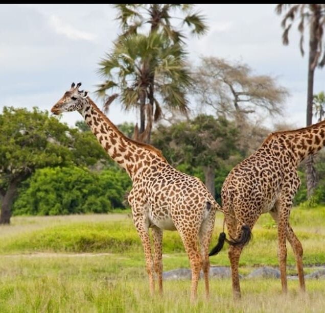 OL PEJETA CONSERVANCY