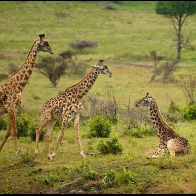 ARUSHA NATIONAL PARK