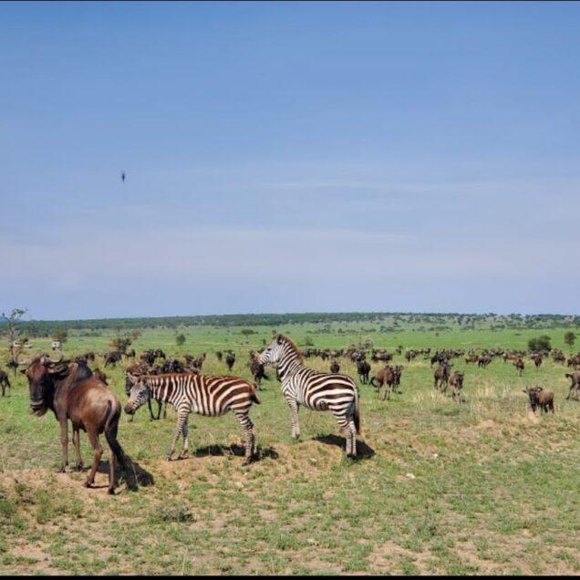 SERENGETI NATIONAL PARK