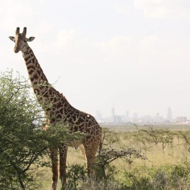 NAIROBI NATIONAL PARK