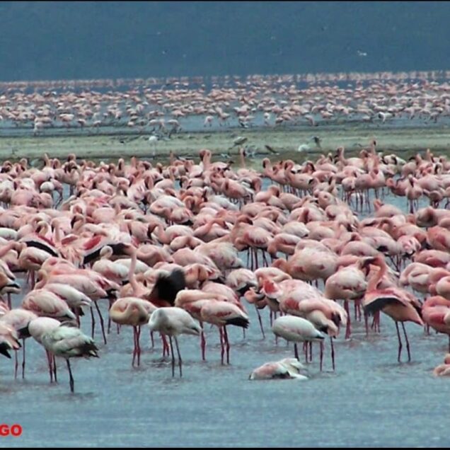 LAKE NAKURU NATIONAL PARK