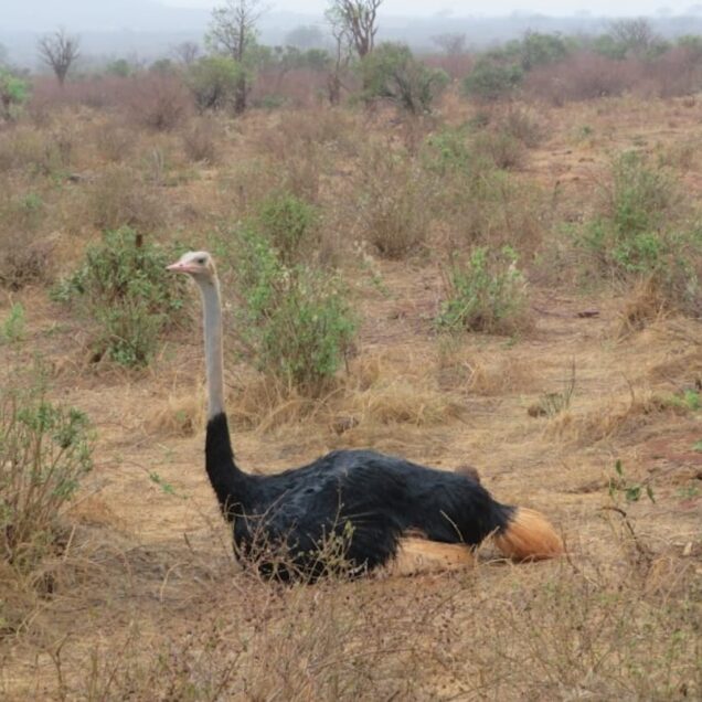 TSAVO EAST NATIONAL PARK