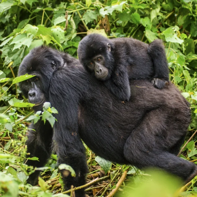 MGAHINGA GORILLA NATIONAL PARK