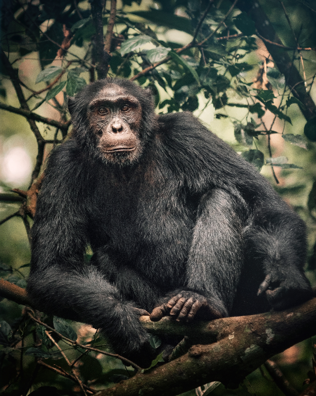 tinywow_Chimp2_74607550