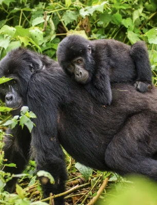 tinywow_A female mountain gorilla with a baby. Uganda. Bwindi Impenetrable Forest National_74607550